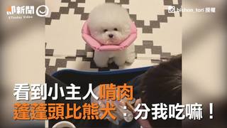 看到小主人啃肉　蓬蓬頭比熊犬：分我吃嘛！