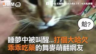 睡夢中被叫醒...打個大哈欠　乖乖吃藥的舞麥萌翻網友