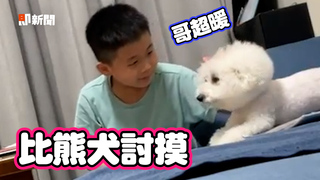 哥哥寫作業聽到「嗚嗚聲」　秒回頭摸比熊犬！眼神超暖