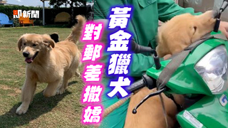 熱情阿金見郵差突衝上車　飛撲求兜風：載我走嘛！