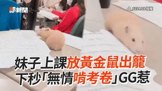 妹子上課放黃金鼠出籠　下秒「無情啃考卷」GG惹