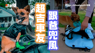 超吉車友戴迷你安全帽　自己跑進背包跟爸兜風