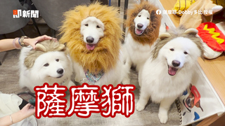 慶生變裝趴扮草原之王　薩摩獅擠出小眼睛超呆