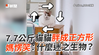 7.7公斤貓貓胖成正方形　媽愣笑：什麼迷之生物？