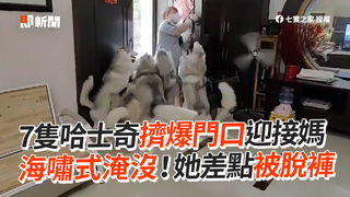 7隻哈士奇擠爆門口迎接媽　海嘯式淹沒！她差點被脫褲
