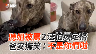 聽姐被罵2汪怕爆定格　爸安撫笑：不是你們啦