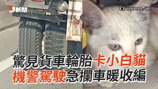 驚見貨車輪胎卡小白貓 機警駕駛急攔車暖收編