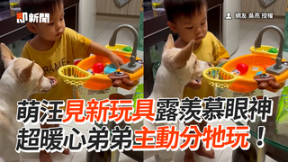 萌汪見新玩具露羨慕眼神　超暖心弟弟主動分牠玩！