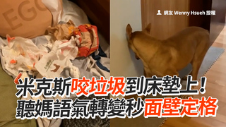 米克斯咬垃圾到床墊上！ 聽媽語氣轉變秒面壁定格