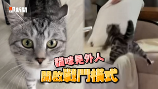 虎斑貓見家有外人來訪　哈氣暴怒追上開咬超派
