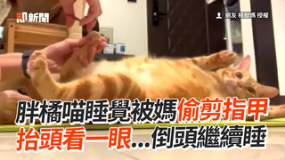胖橘喵睡覺被媽偷剪指甲　抬頭看一眼...倒頭繼續睡