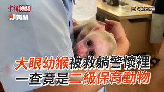 大眼幼猴被救躺警懷裡　一查竟是二級保育動物