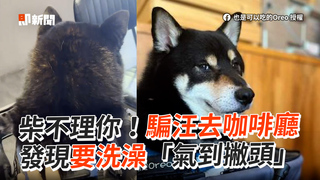 柴不理你！騙汪去咖啡廳　發現要洗澡「氣到撇頭」