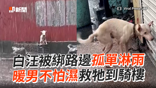 白汪被遺棄路邊孤單淋雨　暖心人不怕濕救牠到騎樓