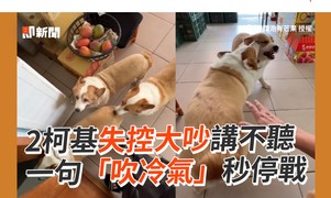2柯基失控大吵講不聽 一句「吹冷氣」秒停戰