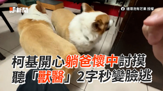 柯基開心躺爸懷中討摸 聽「獸醫」2字秒變臉逃