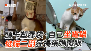 頭卡塑膠袋、自己坐電鍋　傻貓二廚狂搗蛋媽傻眼