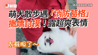 萌犬散步遇「消防葛格」　撒嬌討摸！露超爽表情