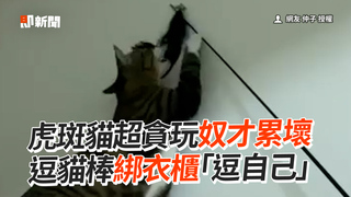 虎斑貓超貪玩奴才累壞　逗貓棒綁衣櫃「逗自己」