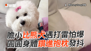 膽小比熊犬遇打雷怕爆 圓圓身體鑽進抱枕發抖