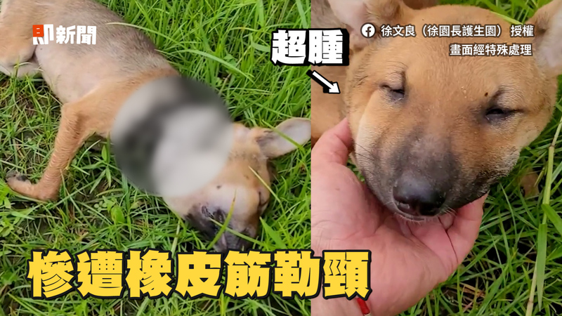 小浪犬覓食遭橡皮筋勒頸無助倒地 徐文良暖救援 Ettoday寵物雲 Ettoday新聞雲