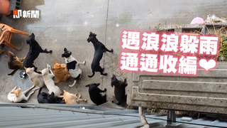 浪浪遇大雨無助躲屋簷 暖心工廠全數收編給家❤