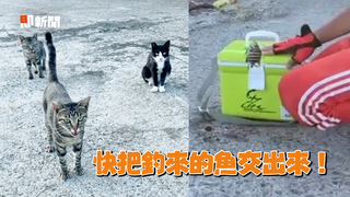 喵星人向漁港釣客討吃 興奮搶食網：多少條都給