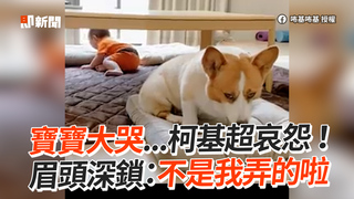 寶寶大哭...柯基超哀怨！　眉頭深鎖：不是我弄的啦