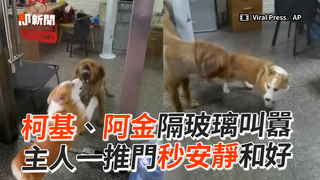柯基、阿金隔玻璃叫囂 主人一推門秒安靜和好