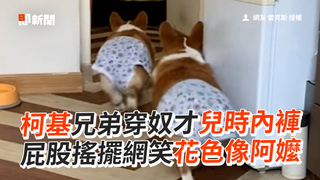 柯基兄弟穿奴才兒時內褲　屁股搖擺網笑花色像阿嬤