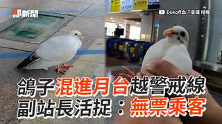 鴿子混進月台越警戒線　副站長活捉：無票乘客