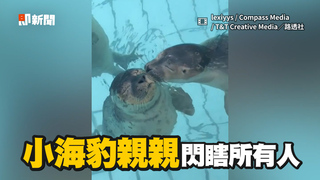 小海豹轉頭見被人錄影　突送同伴深吻閃瞎志工