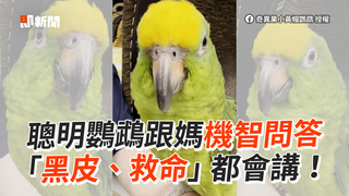 聰明鸚鵡跟媽機智問答　「黑皮、救命」都會講！