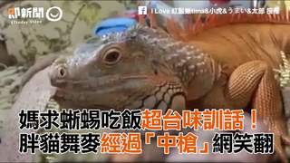 媽求蜥蜴吃飯超台味訓話！　胖貓舞麥經過「中槍」網笑翻