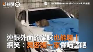 連跟外面的貓咪也能聊！　網笑：舞麥媽一家懂喵語吧