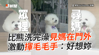 比熊洗完澡見媽在門外 激動揮毛毛手：好想妳