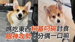 媽吃東西柯基叼碗討食 眼神攻勢：分偶一口嘛