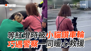 等紅燈時被小貓鑽車輪 巧遇警察一同暖心救援
