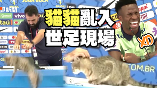貓咪隨機亂入卡達世足賽　跳上球員記者會桌被請離
