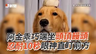 阿金乖巧端坐頭頂饅頭　忍耐10秒眼神直盯前方
