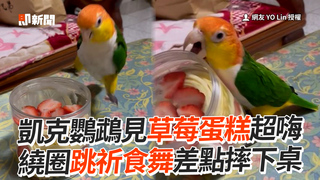 凱克鸚鵡見草莓蛋糕超嗨　繞圈跳祈食舞差點摔下桌