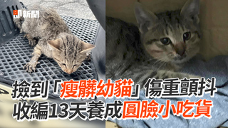 撿到「瘦髒幼貓」傷重顫抖　收編13天養成圓臉小吃貨