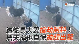 遭鴕鳥夫妻搶劫飼料！　農夫揮棍自保被趕出籠