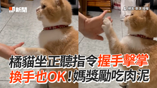 橘貓坐正聽指令握手擊掌　換手也OK！媽獎勵吃肉泥