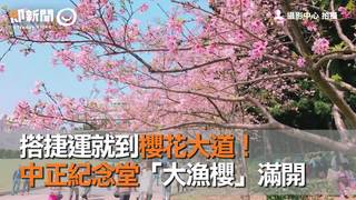 搭捷運就到櫻花大道！　中正紀念堂「大漁櫻」滿開