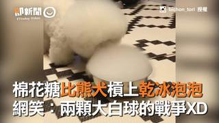 棉花糖比熊犬槓上乾冰泡泡　網笑：兩顆大白球的戰爭XD