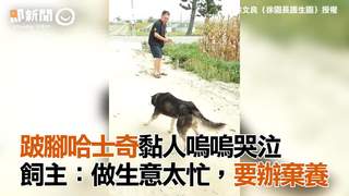 跛腳哈士奇黏人嗚嗚哭泣　飼主：做生意太忙，要辦棄養