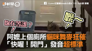 阿嬤上個廁所貓咪舞麥狂催　 「快喔！開門」發音超標準