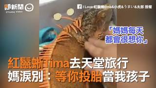 紅鬣蜥Tima去天堂旅行　媽淚別：等你投胎當我孩子