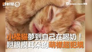 小橘貓夢到自己在喝奶！　瞇眼摸耳朵的萌樣超犯規